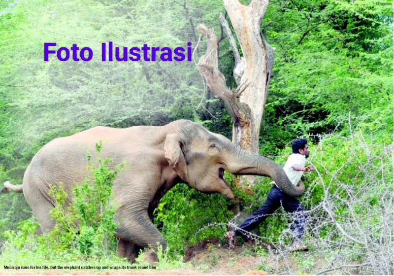 Gajah Liar menyerang petani di desa sungai baung PALI